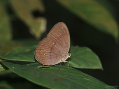 Faunis canens arcesilas