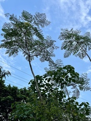 Aralia decaisneana