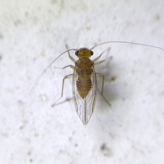 Hemipsocus