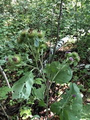 Arctium nemorosum