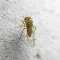 Hemipsocus