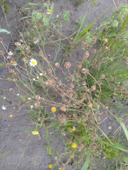 Anthemis ruthenica