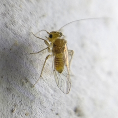 Hemipsocus