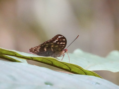 Lexias