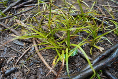 Pandanus heterocarpus
