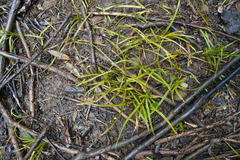 Pandanus heterocarpus