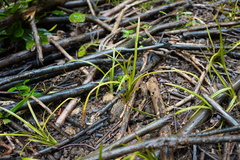 Pandanus heterocarpus