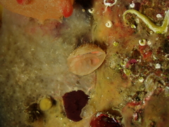 Brachiopoda