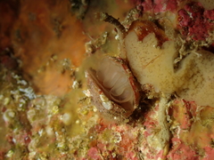 Brachiopoda