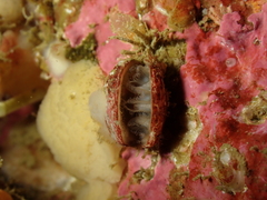 Brachiopoda