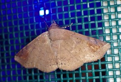 Eulepidotinae