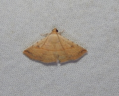Eublemma gayneri
