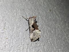 Autographa ampla