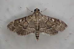 Cryptobotys zoilusalis