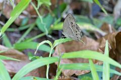Mycalesis perseoides