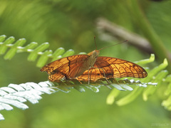 Vindula dejone erotella