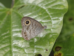 Ypthima horsfieldii humei