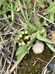 Omalotheca norvegica