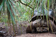 Aldabra Giant Tortoise photo 3