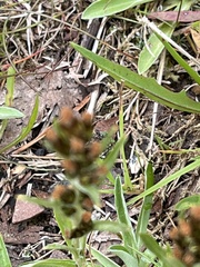 Omalotheca norvegica