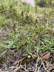 Omalotheca norvegica