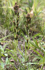 Omalotheca norvegica