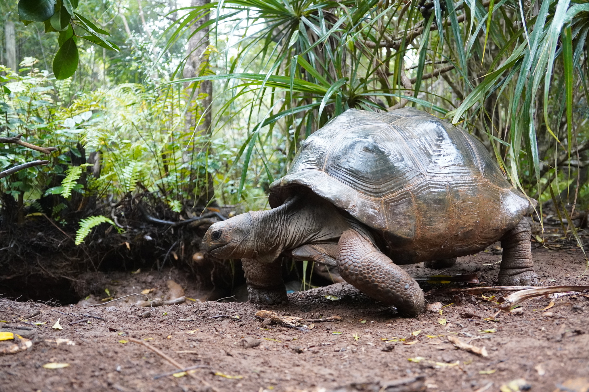 tortuga aldabra adulta