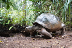 Aldabra Giant Tortoise photo 2