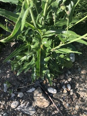 Sonchus arvensis uliginosus