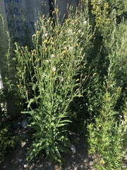 Sonchus arvensis uliginosus
