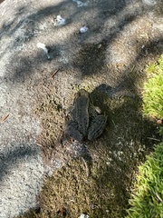 Rana cascadae
