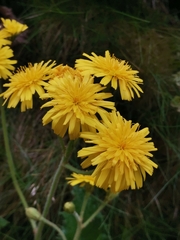 Leontodon filii