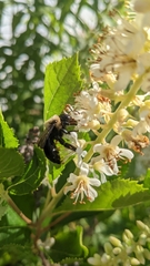 Xylocopa virginica