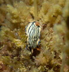 Hypselodoris maritima