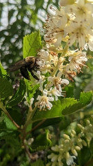 Xylocopa virginica