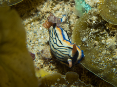 Hypselodoris maritima