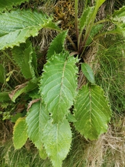 Leontodon filii