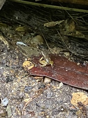 Mannophryne trinitatis