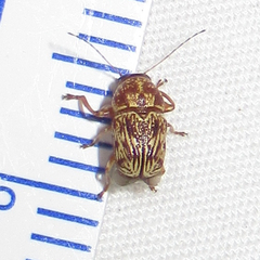 Pachybrachis turbidus