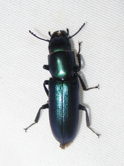 Temnoscheila acuta