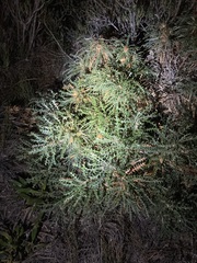 Banksia platycarpa