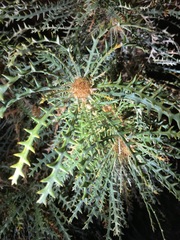 Banksia platycarpa