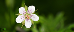 Geranium thunbergii