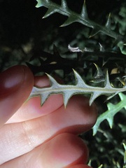 Banksia platycarpa