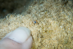 Cystiscus minutissimus