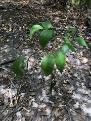 Crateva adansonii formosensis