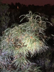 Banksia platycarpa