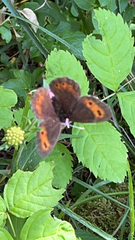 Erebia ligea