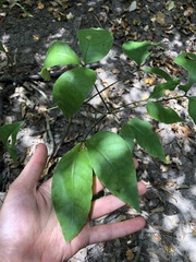 Crateva adansonii formosensis