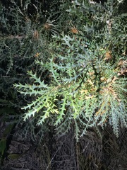 Banksia platycarpa